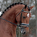 Stallion Alexandro P