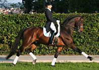 Stallion Riccione