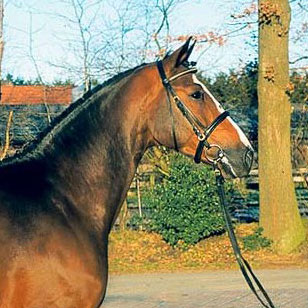 Stallion Balou Du Rouet