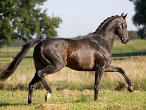 Stallion Esteban