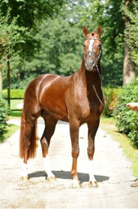 Stallion Floriscount