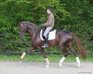 Stallion Floriscount