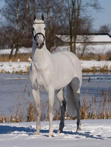 Stallion Odermus R