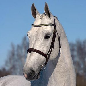 Stallion Odermus R Frozen Horse Semen
