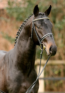 Stallion Rosandro