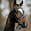 Stallion Sir Donnerhall