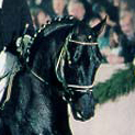 Stallion Sandro Hit
