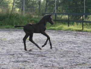 Freestyle - His Highness foal